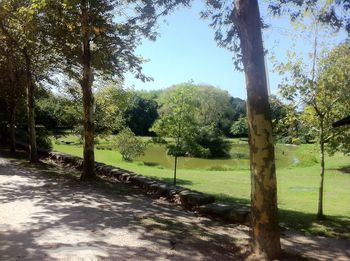 Trees growing in park