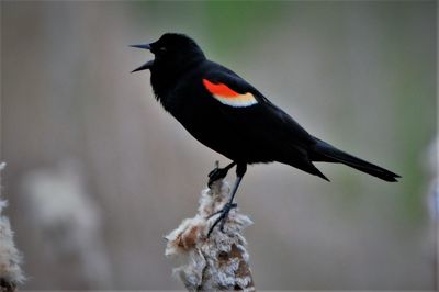 Close-up of bird perching on snow