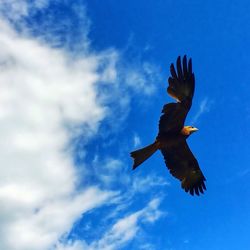 Low angle view of birds flying against sky