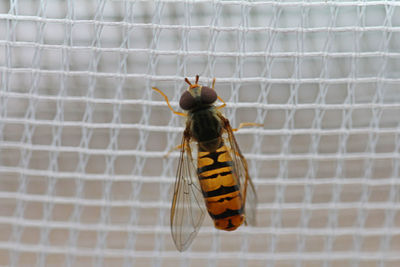 Hover fly on mosquito net