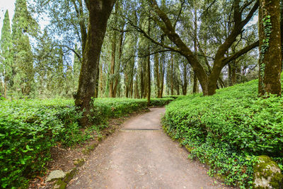 View of footpath along trees