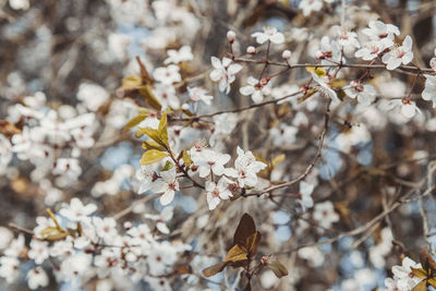 Close-up of cherry blossoms on tree