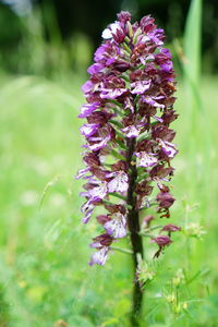 Close-up of fresh purple flower