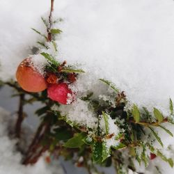 Close-up of frozen plant