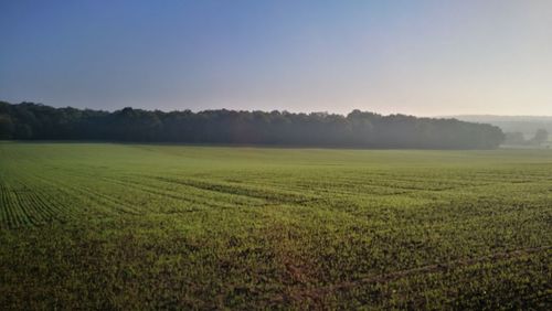 Scenic view of agricultural field against clear sky