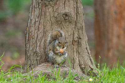 Squirrel on tree trunk