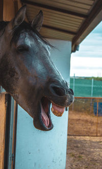 Close-up of horse in stable