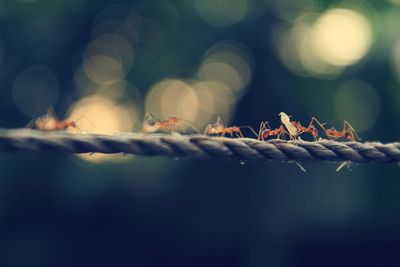 Close-up of ants on rope