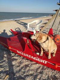 Dog on beach against sky