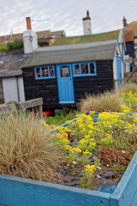 Close-up of flowering plants by building against sky