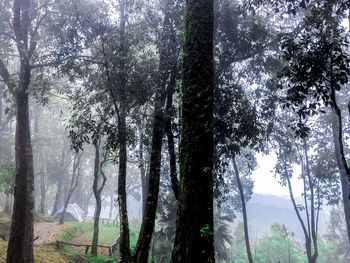 Low angle view of sunlight streaming through trees in forest