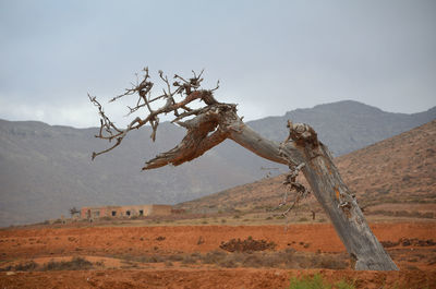 View of tree on arid landscape against sky