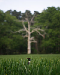 View of an animal on field