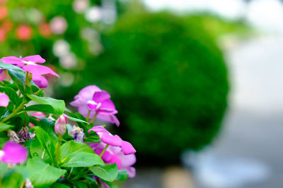 Close-up of pink flowers blooming outdoors