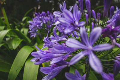 Close-up of purple flowering plants