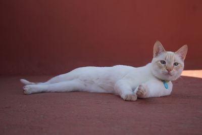 Portrait of white cat resting on floor