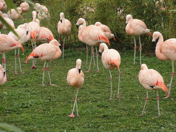 Birds in field