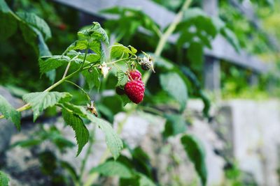Close-up of raspberries growing in garden