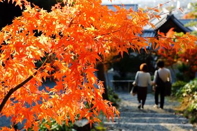 Close-up of autumn tree