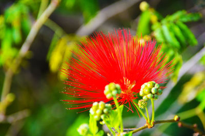 Close-up of red flower
