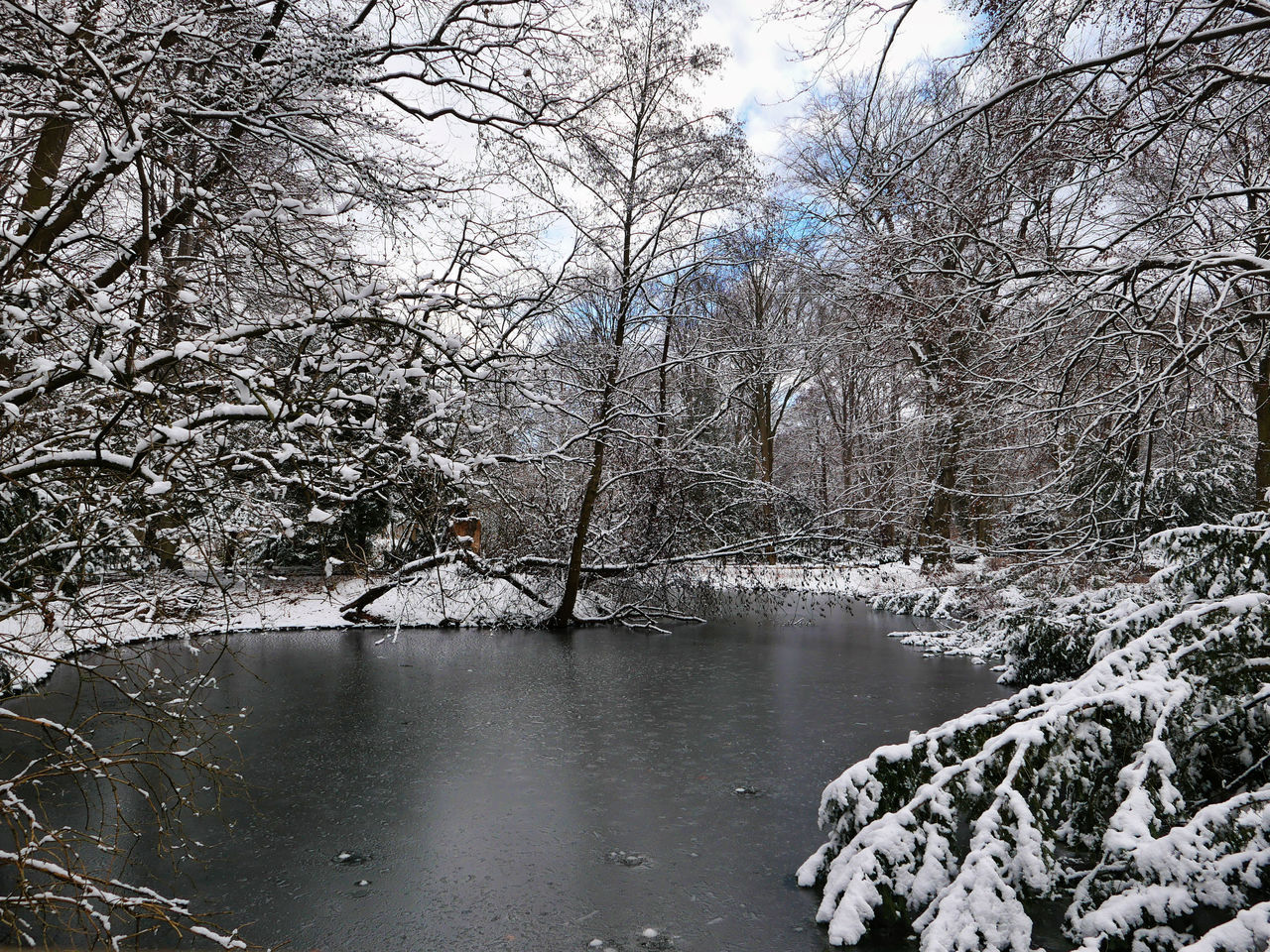 BARE TREES ON RIVERBANK DURING WINTER