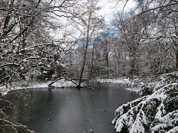 Bare trees by river in forest during winter