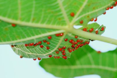 Close-up of fresh green leaf with ladybugs
