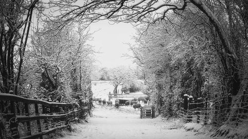 Footpath amidst trees in park during winter