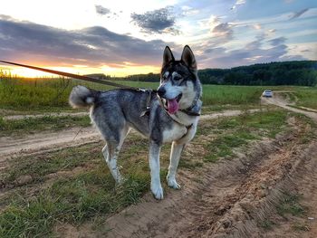 Dog on field against sky during sunset