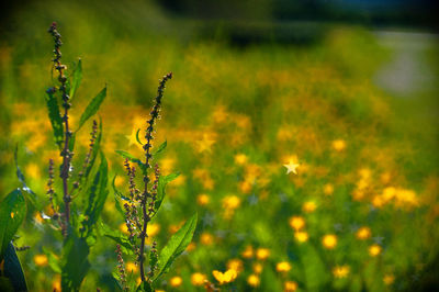 Close-up of yellow flowering plants on field