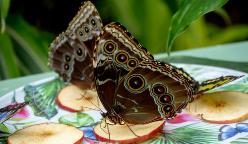 Close-up of butterfly on fruits