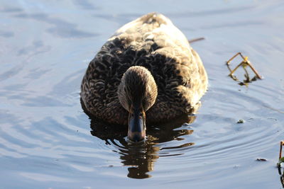 High angle view of duck swimming in lake