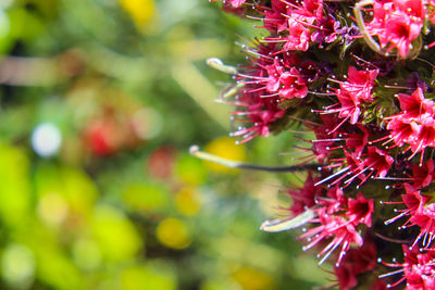 Close-up of pink flowers