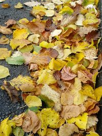 Full frame shot of autumn leaves
