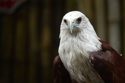Close-up portrait of eagle perching