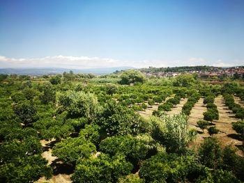 Scenic view of trees against sky