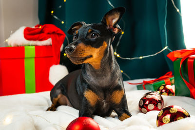 Close-up of dog