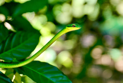 Close-up of a green leaf