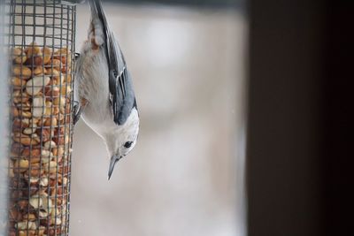 Close-up of bird perching on feeder