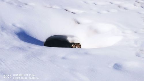 Close-up of horse in winter