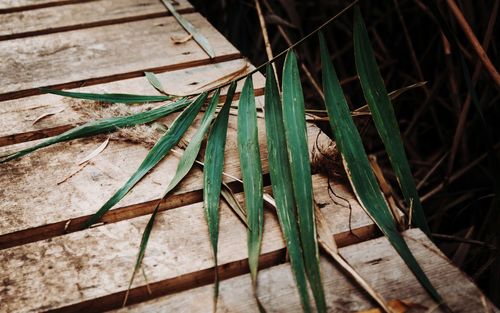 High angle view of dry leaf on field