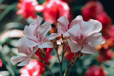 Close-up of cherry blossoms