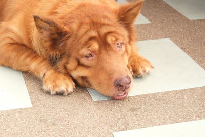 High angle view of dog lying on floor