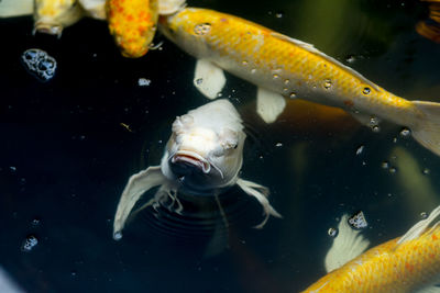 Close-up of fish swimming in sea