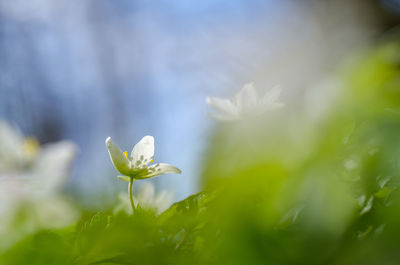 Close-up of white flowering plant