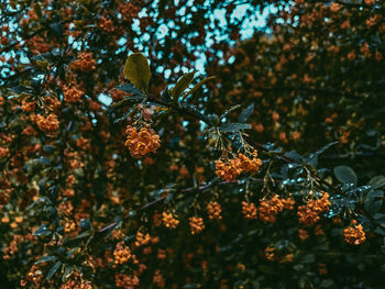 Close-up of red flowering plant