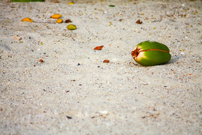 Close-up of lemon slice on sand