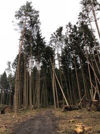 Trees in forest against clear sky