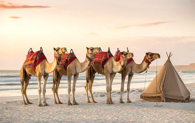 Camel standing at desert