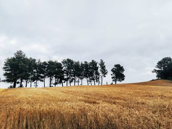 Wheat field and trees against sky